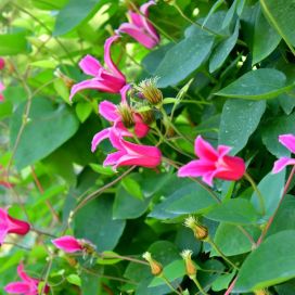TARHALYHTYKÄRHÖ 'PRINCESS DIANA' Clematis Texensis-ryhmä 'Princess Diana'
