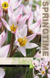 TULPPAANI 'HILDE' Tulipa 'Hilde' 7 sipulia