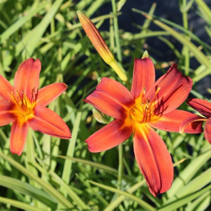 TARHAPAIVANLILJA 'SAMMY RUSSEL' Hemerocallis Hybrida-R 'Sammy Russel' P10 TULOSSA ENNAKKOMYYNTIIN 15.3. / Ruosteenpunainen TARHAPAIVANLILJA 'SAMMY RUSSEL' Hemerocallis Hybrida-R 'Sammy Russel' P10 TULOSSA ENNAKKOMYYNTIIN 15.3. / Ruosteenpunainen