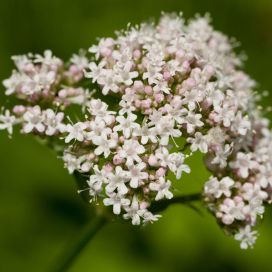 ROHTOVIRMAJUURI Valeriana officinalis P9