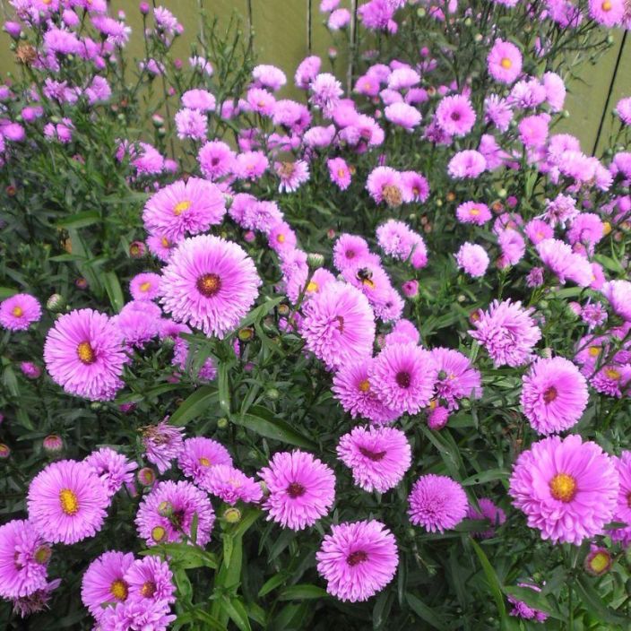 Aster novi-belgii 'Patricia Ballard', syysasteri VAIN NOUTO Aster novi-belgii 'Patricia Ballard', syysasteri VAIN NOUTO