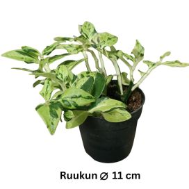 MEHIPOLVI Pedilanthus tithymaloides P11