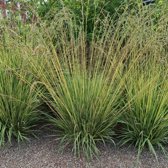 KIRJOSINIHEINA Molinia caerulea 'Variegata' P10 Raitalehtinen koristeheina KIRJOSINIHEINA Molinia caerulea 'Variegata' P10 Raitalehtinen koristeheina