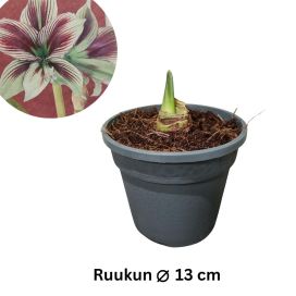 RITARINKUKKA (Amaryllis) 'PAPILIO' Hippeastrum 'Papilio' ruukkuun istutettu sipuli