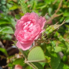 NEILIKKARUUSU 'PINK GROOTENDORST' Rosa 'Pink Grootendorst' AT 2L