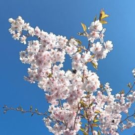 KORISTEKIRSIKKA 'KEVÄTSUUDELMA' Prunus 'Accolade' 150-250 cm