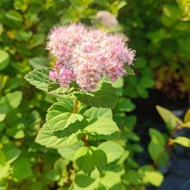 RINNEANGERVO Spirea splendens AT 1,5L