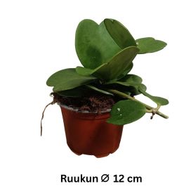 HERTTAPOSLIINIKUKKA Hoya kerrii P12