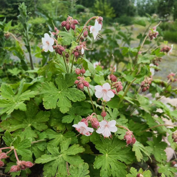PEITTOKURJENPOLVI 'BIOKOVO' Geranium x cantabrigiense 'Biokovo' P11 Vaaleakukkainen, matala kurjenpolvi PEITTOKURJENPOLVI 'BIOKOVO' Geranium x cantabrigiense 'Biokovo' P11 Vaaleakukkainen, matala kurjenpolvi