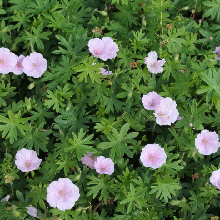 NEIDONKURJENPOLVI Geranium sanguineum var. Striatum P10 Hempeanvarinen kurjenpolvi NEIDONKURJENPOLVI Geranium sanguineum var. Striatum P10 Hempeanvarinen kurjenpolvi