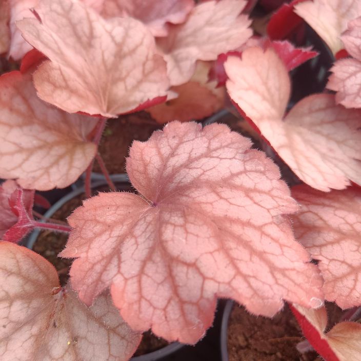 TARHAKEIJUNKUKKA 'GEORGIA PEACH' Heuchera 'Georgia Peach' P12 Punalehtinen keijunkukka TARHAKEIJUNKUKKA 'GEORGIA PEACH' Heuchera 'Georgia Peach' P12 Punalehtinen keijunkukka