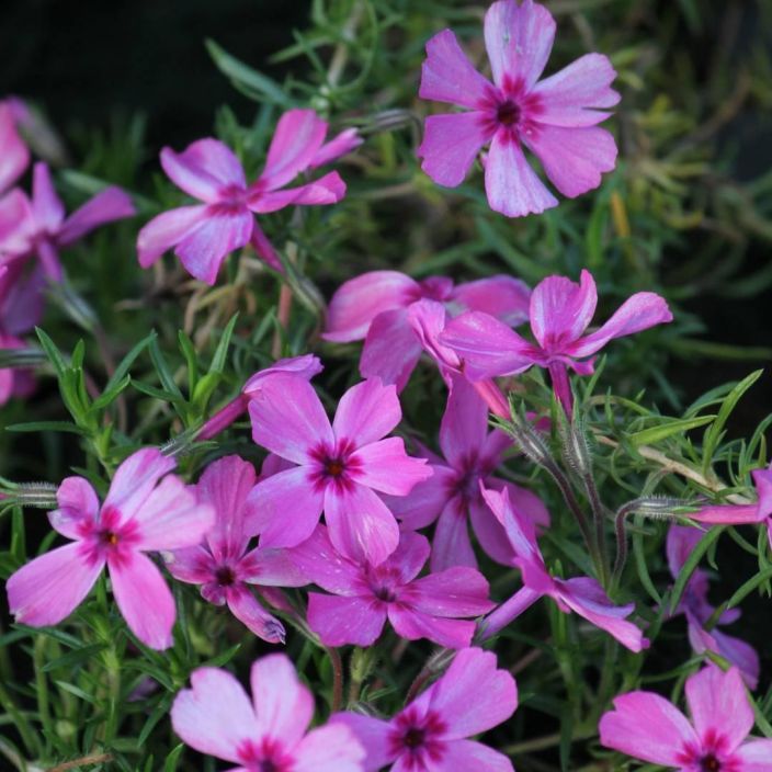 SAMMALLEIMU 'ALEXANDERS SURPRISE' Phlox subulata 'Alexanders Surprise' P10 SAMMALLEIMU 'ALEXANDERS SURPRISE' Phlox subulata 'Alexanders Surprise' P10