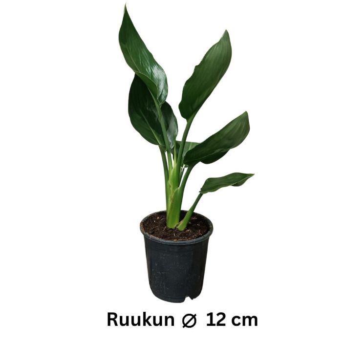 HELOKOLIBRIKUKKA Strelitzia reginae P12 Yleisesti myynnissa olevista kolibrikukista pienemmaksi jaava - sopii siis pidempaan