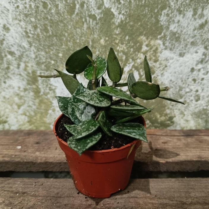 POSLIINIKUKKA Hoya krohniana 'Splash' P6 lajike epavarma Pilkkulehtinen posliinikukka pikkuruukussa / Lajike epavarma /