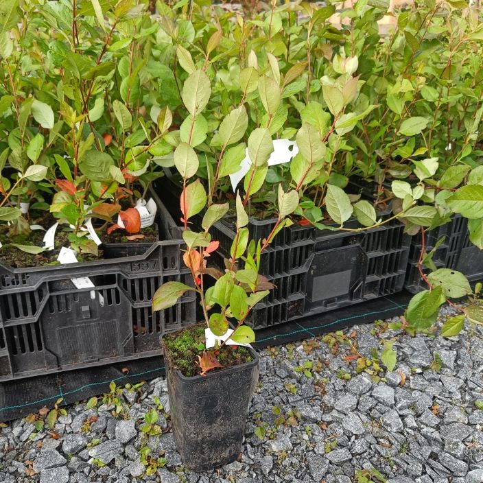 KORISTEARONIA Aronia x prunifolia AT 1,5L Punaiseksi syksyisin varjaytyva aitapensas, joka kukkii kesakuussa valkoisin kukin KORISTEARONIA Aronia x prunifolia AT 1,5L Punaiseksi syksyisin varjaytyva aitapensas, joka kukkii kesakuussa valkoisin kukin