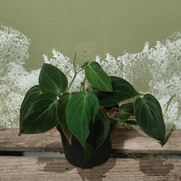 SAMETTIKOYNNOSVEHKA 'MICANS' Philodendron scandens 'Micans' P12 Samettipintainen koynnosvehka