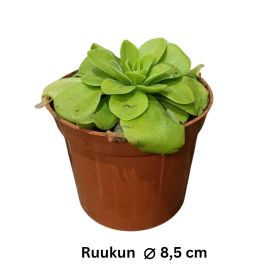 YÖKÖNLEHTI 'TINA' Pinguicula 'Tina' P8,5