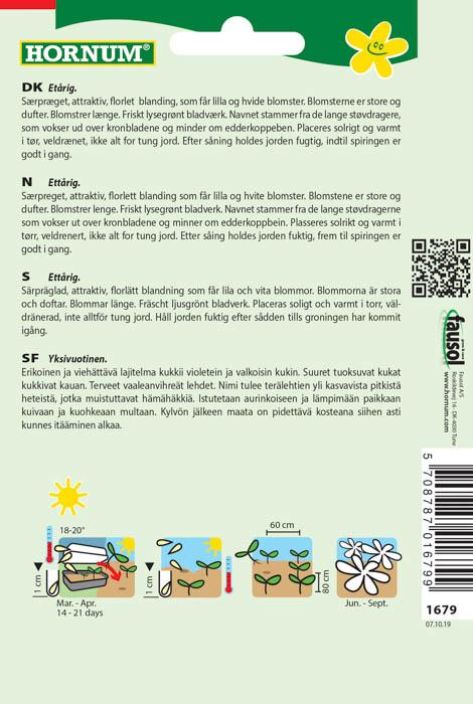 Hämähäkkikukka, lajitelma Cleome spinosa tuotekuva 1