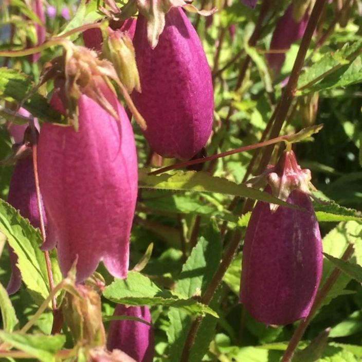 PISAMAKELLO Campanula punctata f. rubiflora TULOSSA ENNAKKOMYYNTIIN 15.3. / Vaaleanpunakukkainen kellokasvi PISAMAKELLO Campanula punctata f. rubiflora TULOSSA ENNAKKOMYYNTIIN 15.3. / Vaaleanpunakukkainen kellokasvi