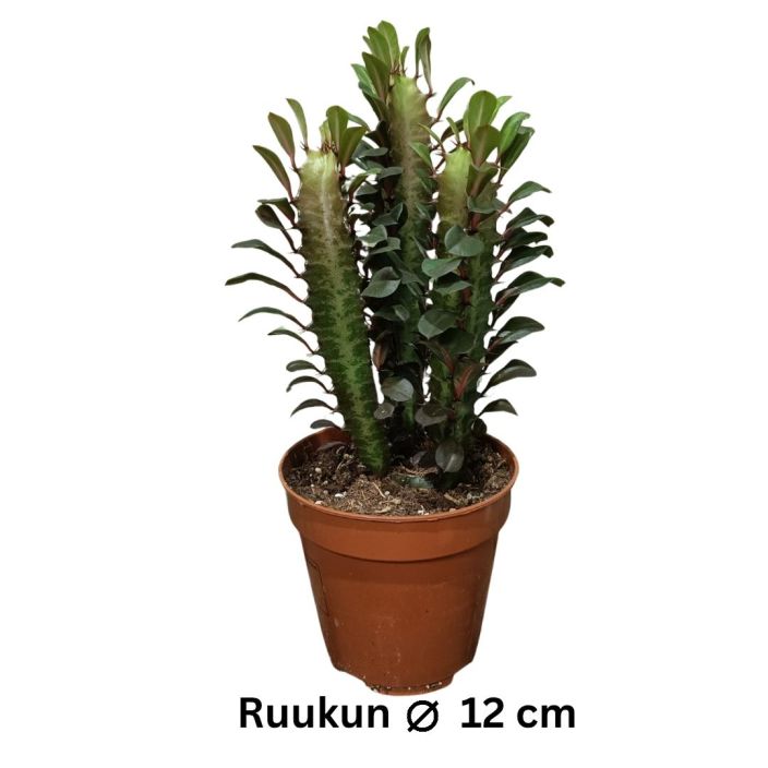 PYLVASTYRAKKI 'RUBRA' Euphorbia trigona 'Rubra' P12 Punertava pylvastyrakki