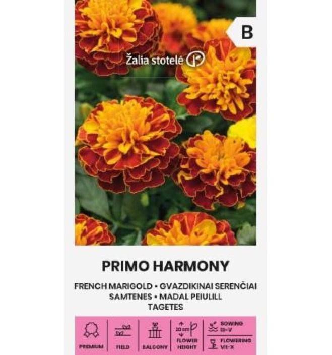 Samettikukka 'Primo Harmony' Puna-oranssikirjava samettikukkalajike Samettikukka 'Primo Harmony' Puna-oranssikirjava samettikukkalajike