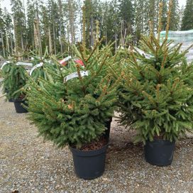 PURPPURATUULENPESÄ 'PUNAHILKKA' Picea abies f. globosa 'PUNAHILKKA' 80-100 cm