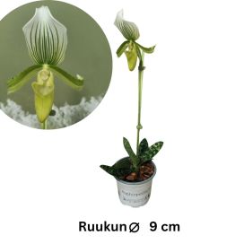 VENUKSENKENKÄ 'FEMMA' Paphiopedilum maudiae 'Femma' P9