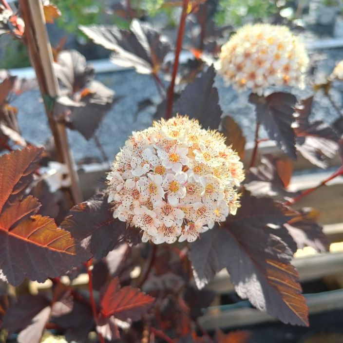 PURPPURAHEISIANGERVO 'DIABOLO' Physocarpus opulifolius 'Diabolo' Kauttaaltaan punainen pensas, jolla pienet vaatimattomat PURPPURAHEISIANGERVO 'DIABOLO' Physocarpus opulifolius 'Diabolo' Kauttaaltaan punainen pensas, jolla pienet vaatimattomat