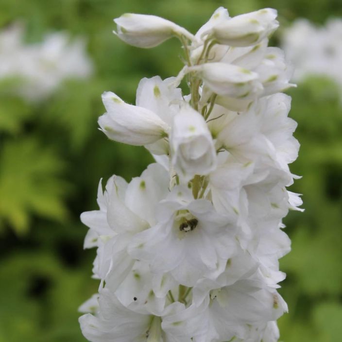 JALORITARINKANNUS 'GALAHAD' Delphinium Pacific-r. 'Galahad' P10 Komea, valkokukkainen perenna JALORITARINKANNUS 'GALAHAD' Delphinium Pacific-r. 'Galahad' P10 Komea, valkokukkainen perenna