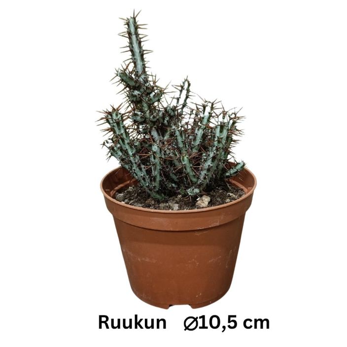 TYRAKKI Euphorbia aeruginosa P10,5 Kirjavaversoinen, haarautuva tyrakki