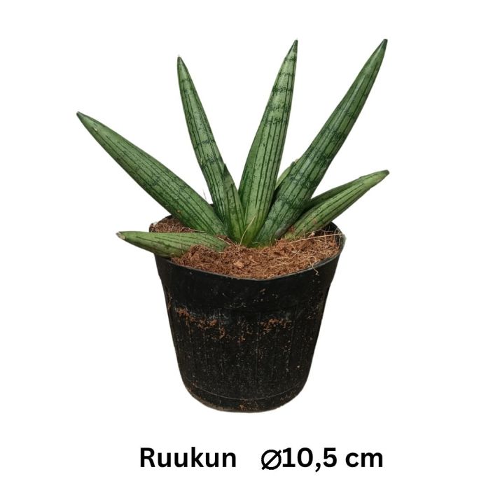 ANOPINKIELI 'HELIOS' Dracaena (ent. Sansevieria) 'Helios' P10,5 Viuhkamaisin potkyloin kasvava anopinkieli ANOPINKIELI 'HELIOS' Dracaena (ent. Sansevieria) 'Helios' P10,5 Viuhkamaisin potkyloin kasvava anopinkieli