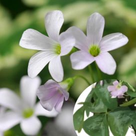 KOLMIOKÄENKAALI 'FANNY' Oxalis triangularis 'Fanny' 10 kpl mukuloita