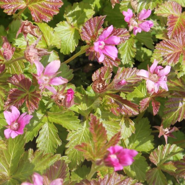 MESIMARJA 'SUSANNA'/'PIMA' Rubus arcticus 'Susanna'/'Pima' P10 TULOSSA ENNAKKOMYYNTIIN 1.3. / Syotavaksi kelpaava mutta myos MESIMARJA 'SUSANNA'/'PIMA' Rubus arcticus 'Susanna'/'Pima' P10 TULOSSA ENNAKKOMYYNTIIN 1.3. / Syotavaksi kelpaava mutta myos