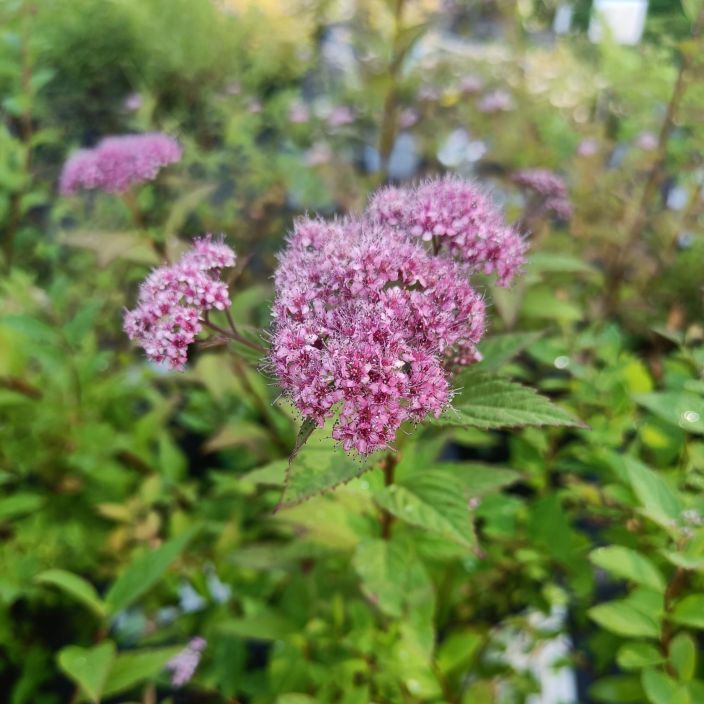 TUMMAKEIJUANGERVO Spiraea japonica 'Manon' AT 3L Isompi versio keijuangervosta TUMMAKEIJUANGERVO Spiraea japonica 'Manon' AT 3L Isompi versio keijuangervosta