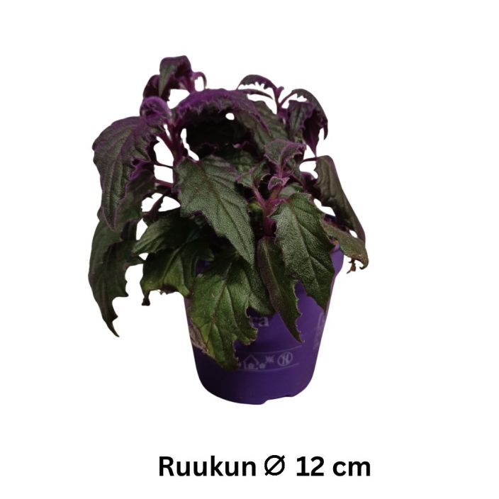 SAMETTILEHTI Gynura aurantiaca P12 Violettilehtinen huonekasvi SAMETTILEHTI Gynura aurantiaca P12 Violettilehtinen huonekasvi