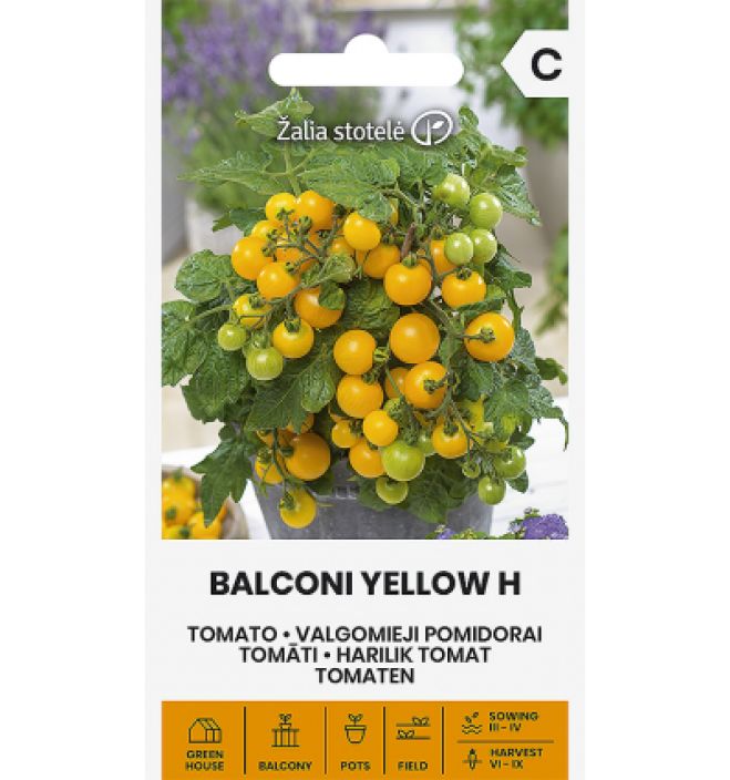 Pensastomaatti 'Balconi yellow H' Pensastavasti kasvava, keltainen tomaatti Pensastomaatti 'Balconi yellow H' Pensastavasti kasvava, keltainen tomaatti