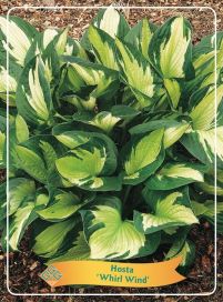 JALOKUUNLILJA 'WHIRLWIND' Hosta 'Whirlwind' P11
