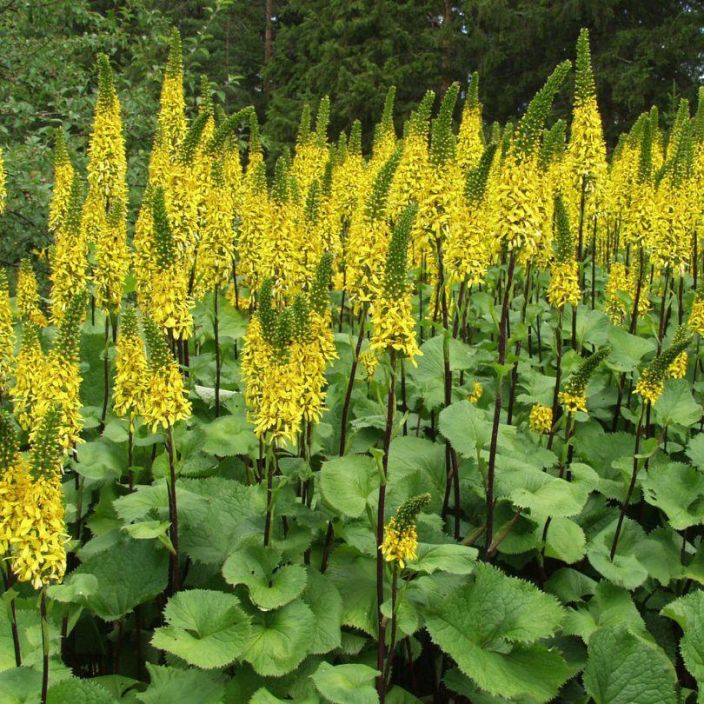 Ligularia 'Hietala', Lapinnauhus Ligularia 'Hietala', Lapinnauhus