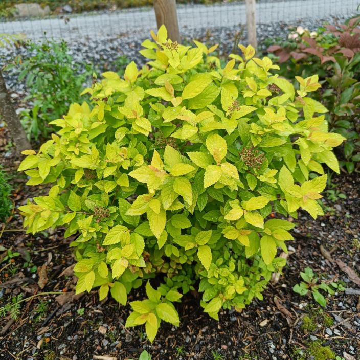 KELTAKEIJUANGERVO Spiraea japonica 'Golden Princess' At 3L Angervo, jonka lehdet ovat raikkaan kellertavat. Kiva variplajays KELTAKEIJUANGERVO Spiraea japonica 'Golden Princess' At 3L Angervo, jonka lehdet ovat raikkaan kellertavat. Kiva variplajays