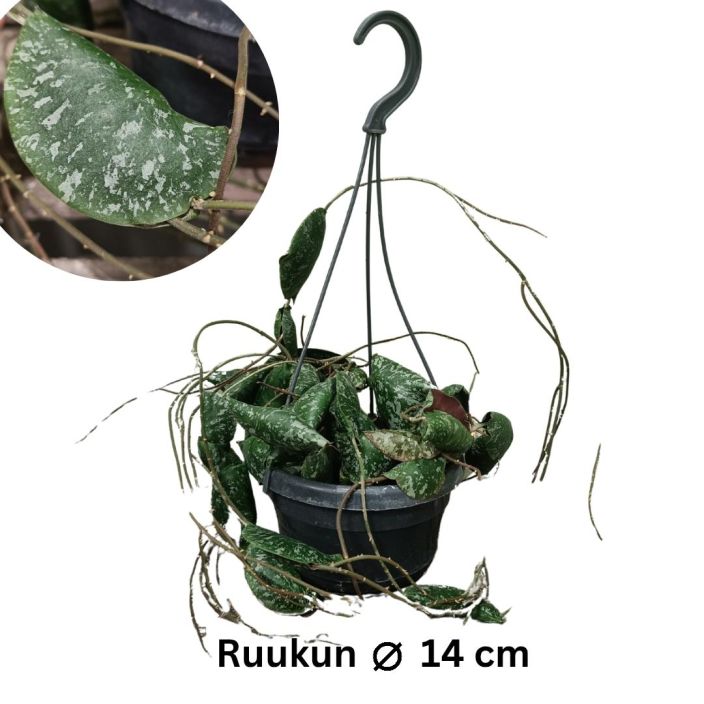 POSLIINIKUKKA Hoys imbricata P14 Posliinikukka, joka kasvaa latyksi kiinni tukeen, jos sille sellaisen tarjoaa POSLIINIKUKKA Hoys imbricata P14 Posliinikukka, joka kasvaa latyksi kiinni tukeen, jos sille sellaisen tarjoaa