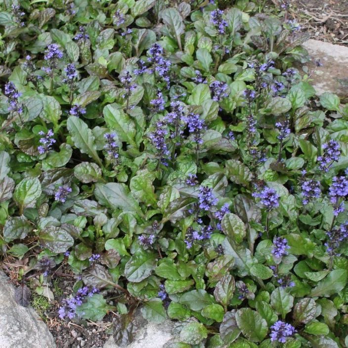 ronsyakankaali, Ajuga reptans 'Atropurpurea' P10 Tummalehtinen maanpeitekasvi ronsyakankaali, Ajuga reptans 'Atropurpurea' P10 Tummalehtinen maanpeitekasvi