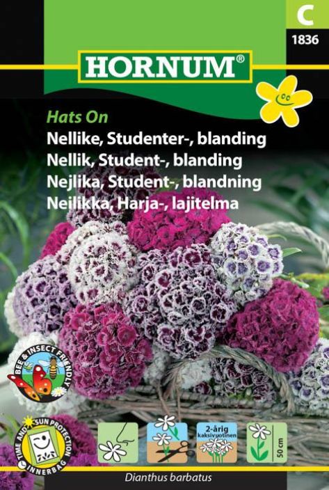Harjaneilikka, lajitelma 'Hats On' Dianthus barbatus Harjaneilikka, lajitelma 'Hats On' Dianthus barbatus