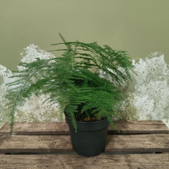 UNELMA Asparagus setaceus P12 Vanhanajan herkankaunis huonekasvi UNELMA Asparagus setaceus P12 Vanhanajan herkankaunis huonekasvi