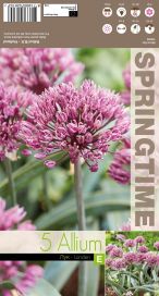 LAUKKA 'LONDEN' Allium 'Londen' 5 sipulia