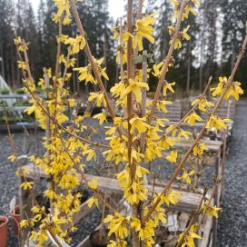 JALO-ONNENPENSAS 'NORTHERN GOLD' Forsythia 'Northern Gold' rungollinen 150-200 cm