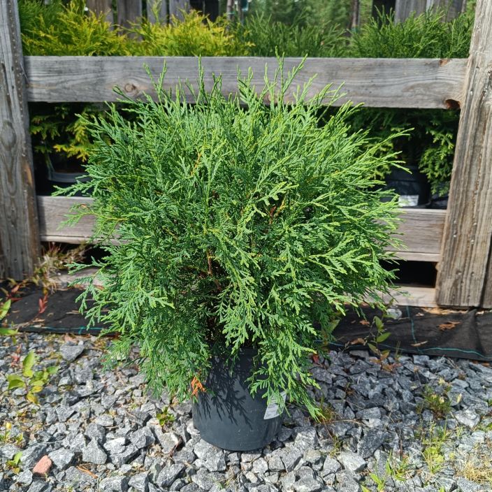 PALLOTUIJA 'GLOBOSA' Thuja occidentalis 'Globosa', pallotuija 30-40 cm Pallomainen tuija, joka kasvaa halkaisijaltaan