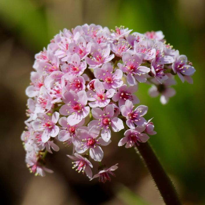 KILPIRIKKO Darmera peltata P9 Suurilehtinen perenna KILPIRIKKO Darmera peltata P9 Suurilehtinen perenna