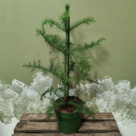HUONEKUUSI / NORFOLKINARAUKARIA Araucaria heterophylla P14