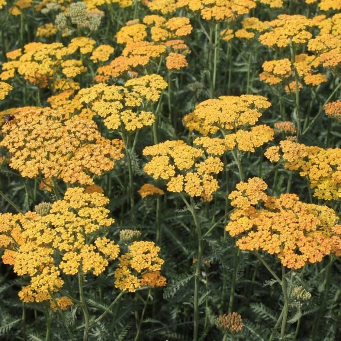 Achillea filipendula 'Terracotta', Tarhakarsamo TULOSSA / VAIN NOUTO Achillea filipendula 'Terracotta', Tarhakarsamo TULOSSA / VAIN NOUTO