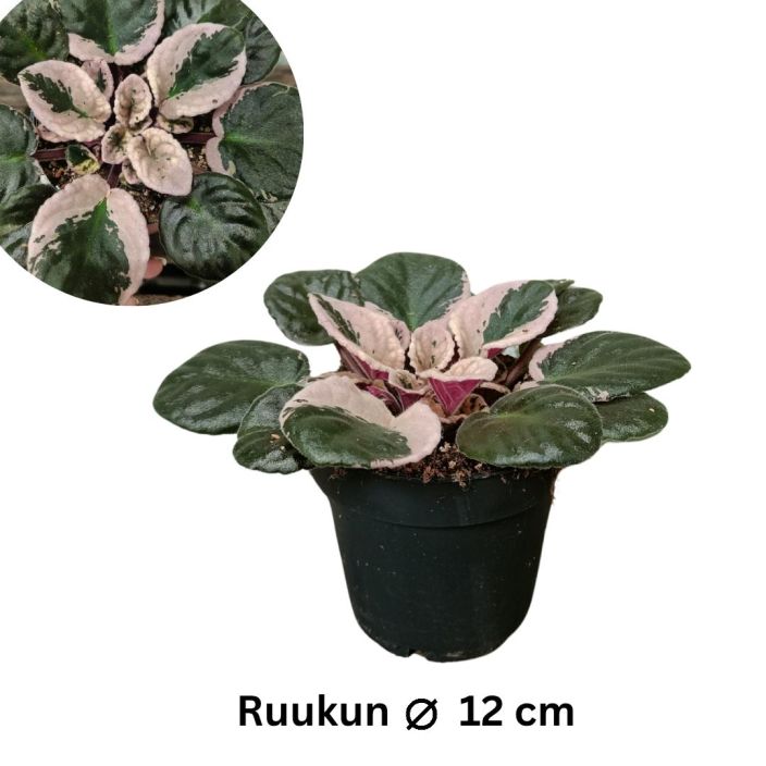 PAAVALINKUKKA 'HOVARIAGATA' Saintpaulia 'Hovariagata' P12 Kirjavalehtinen santtu PAAVALINKUKKA 'HOVARIAGATA' Saintpaulia 'Hovariagata' P12 Kirjavalehtinen santtu